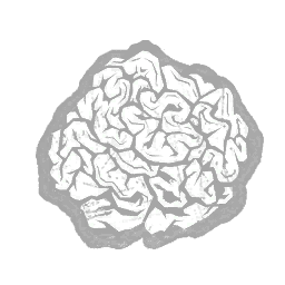 Foreign Plant Fibres